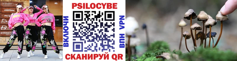 наркота  Колпашево  Галлюциногенные грибы Psilocybine cubensis 